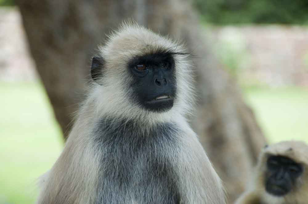 Mono - Chittorgarh - India 1.jpg